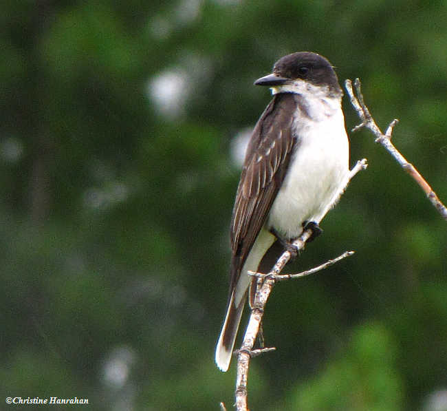 Eastern kingbird