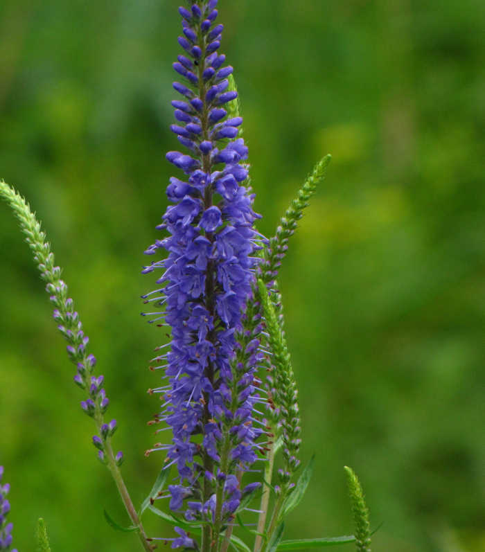 Long-leaved speedwell (Veronica longifolia)