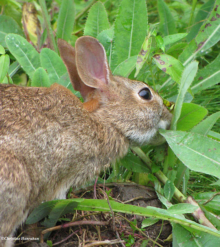Rabbit eating sow thistle leaves