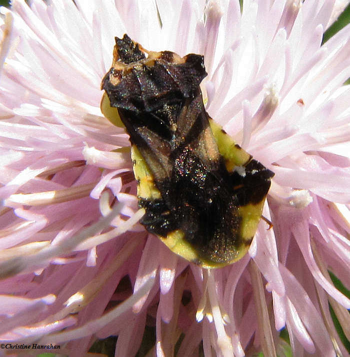 Ambush bug (Phymata)