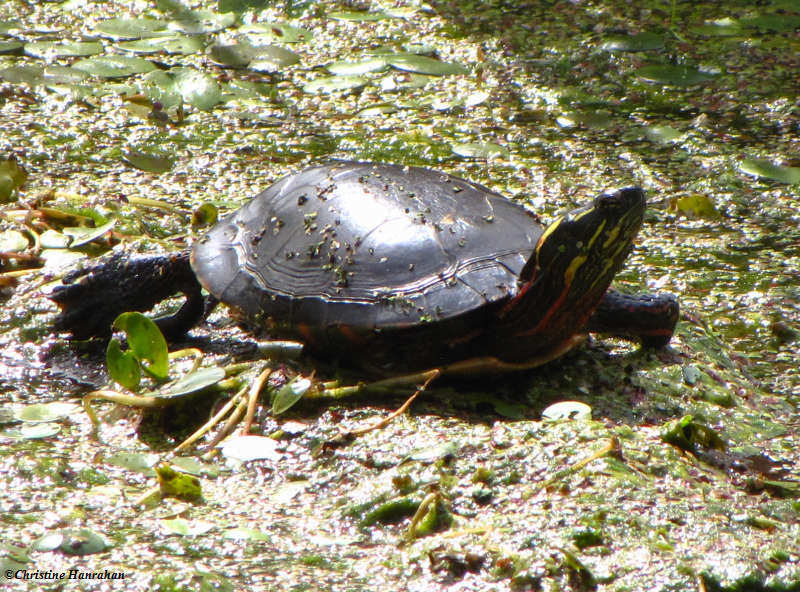 Midland painted turtle