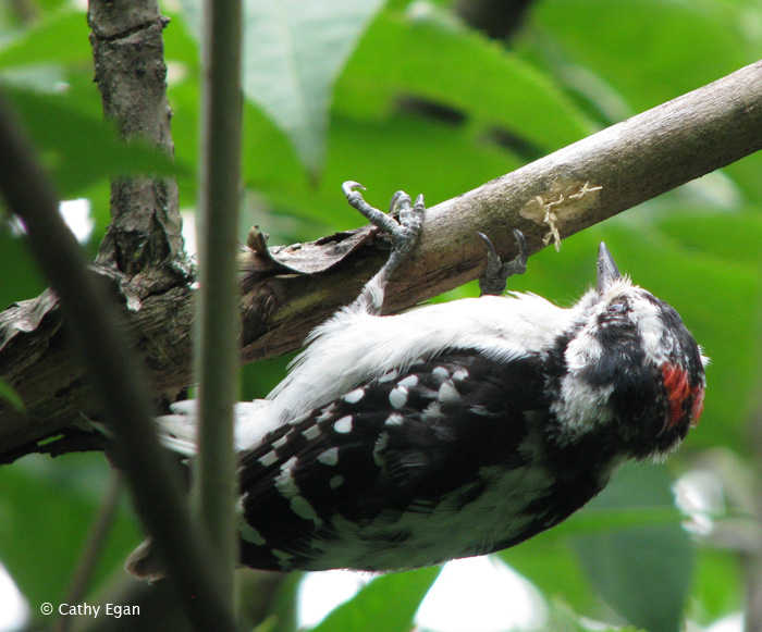 Downy Woodpecker