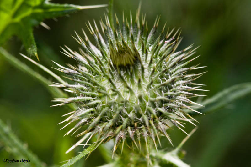 Bull thistle  (Cirsium vulgare)