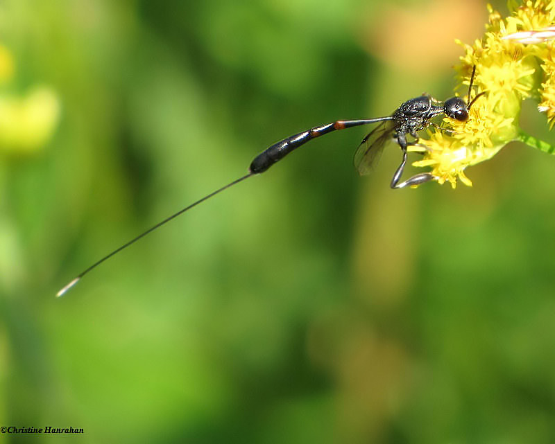 Wasp:  Gasteruption sp., female