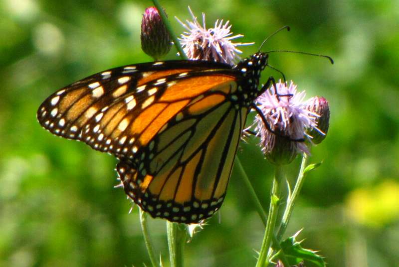 Monarch butterfly (Danaus plexippus) on Canada thistle
