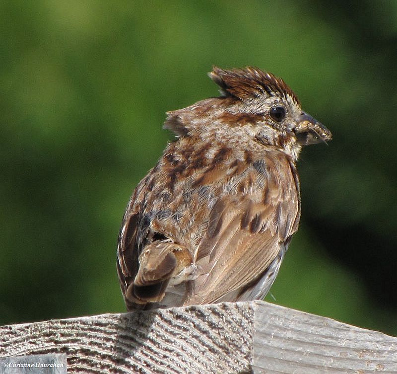 Song sparrow with grasshopper