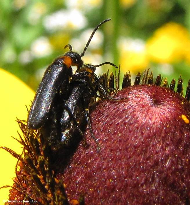 Blister beetles (Nemognatha sp.) on Rudbeckia