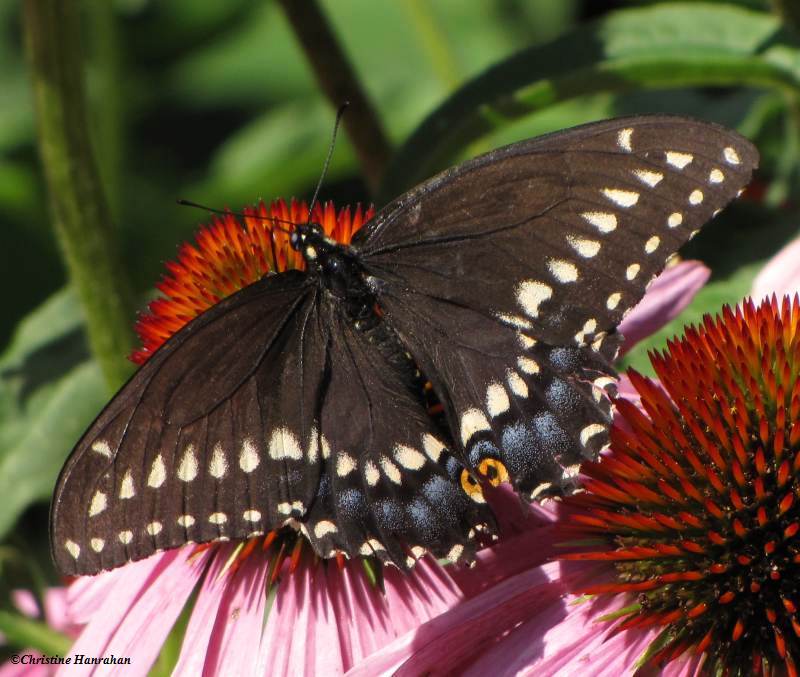Black swallowtail (Papilio polyxenes) on Coneflower