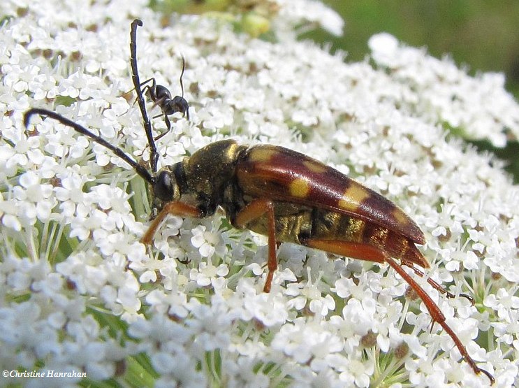 Flower longhorn beetle  (Typocerus velutinus)