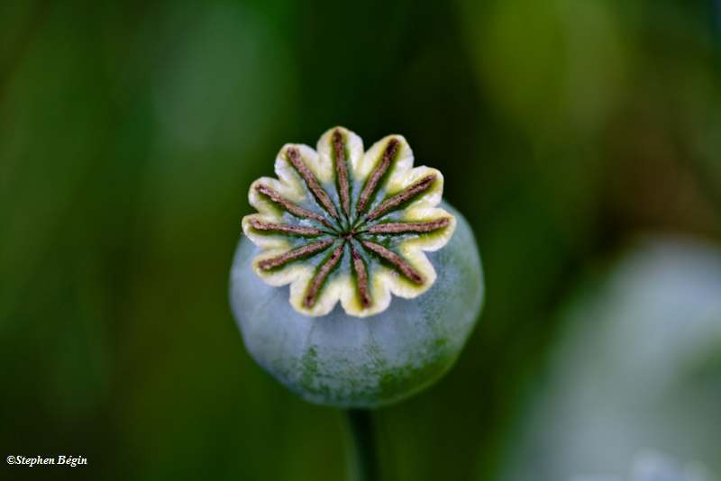 Poppy  seedpod