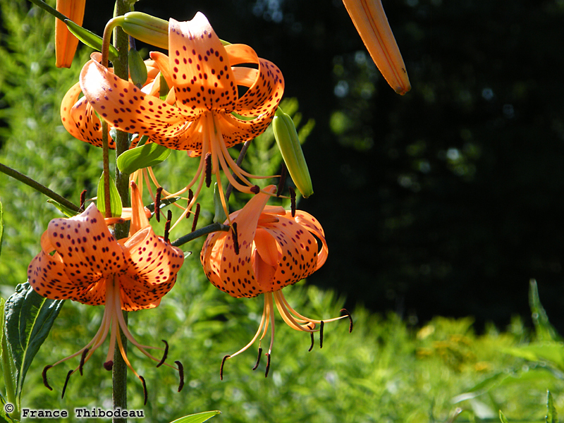 Tiger lilies in the butterfly meadow