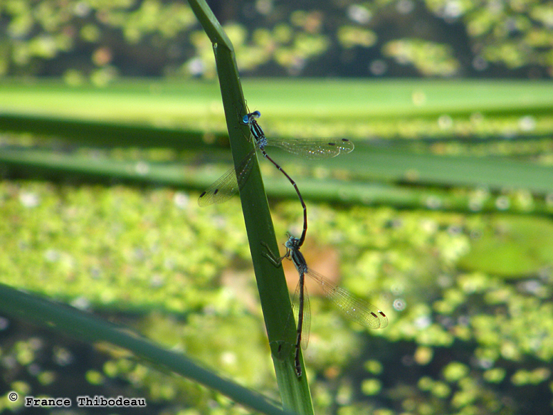 Male and female damselflies