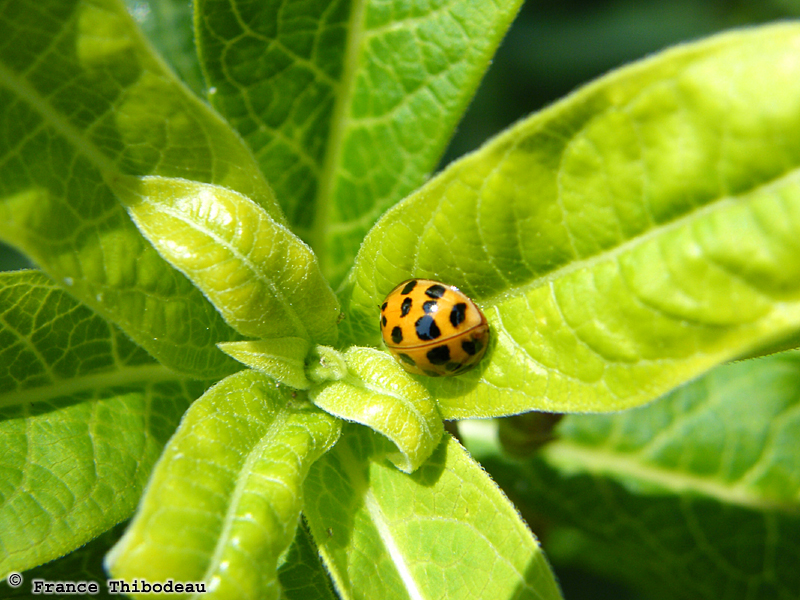 Lady beetle on milkweed