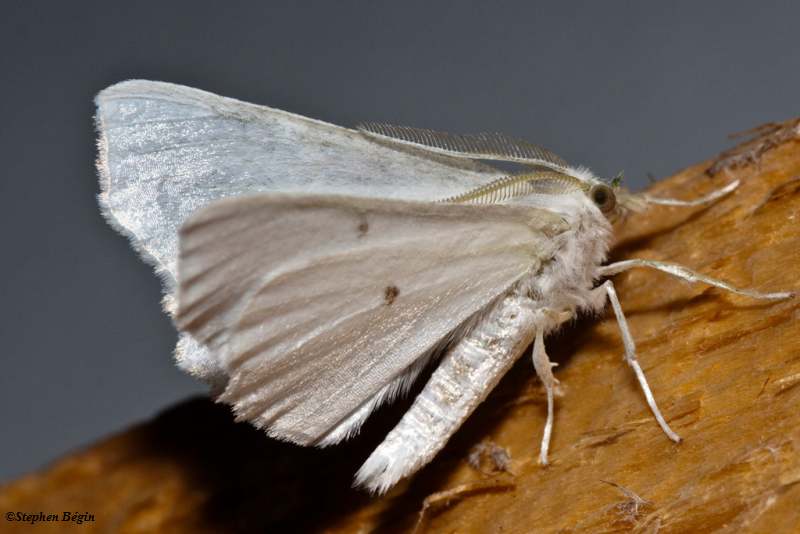 Elm Spanworm moth  (Ennomos subsignaria)