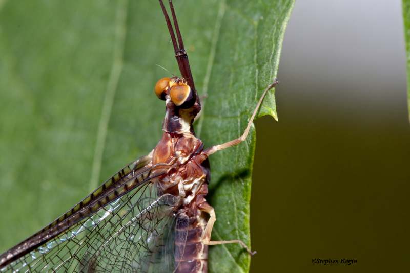 Mayfly, possibly Hexagenia sp.