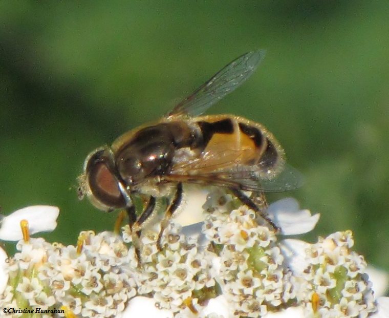 Hover fly  (Eristalis arbustorum) on yarrow