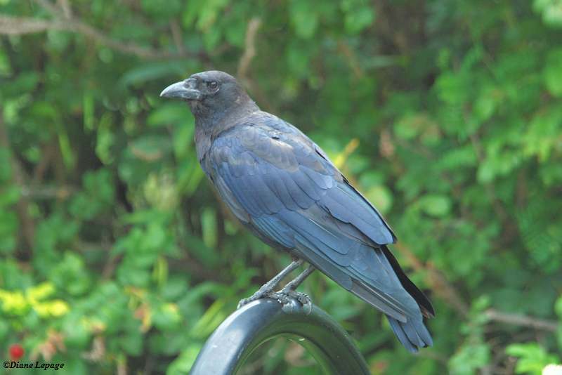 American crow on bicycle stand
