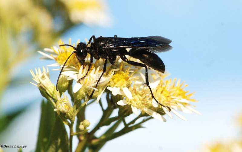 Great black digger wasp (Sphex pensylvanicus) on aster
