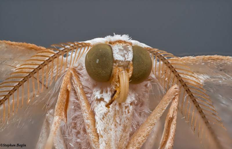 Elm Spanworm moth  (Ennomos subsignaria)