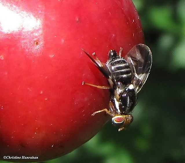 Apple maggot fly  (Rhagoletis pomonella sp.) on crabapple
