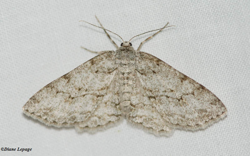 Small Engrailed moth (<em>Ectropis crepuscularia</em>), #6597