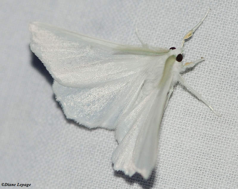 Elm Spanworm moth (<em>Ennomos subsignaria</em>), #6798