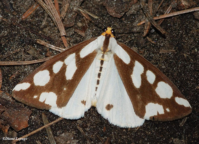 Confused Haploa (<em>Haploa confusa</em>), #8112
