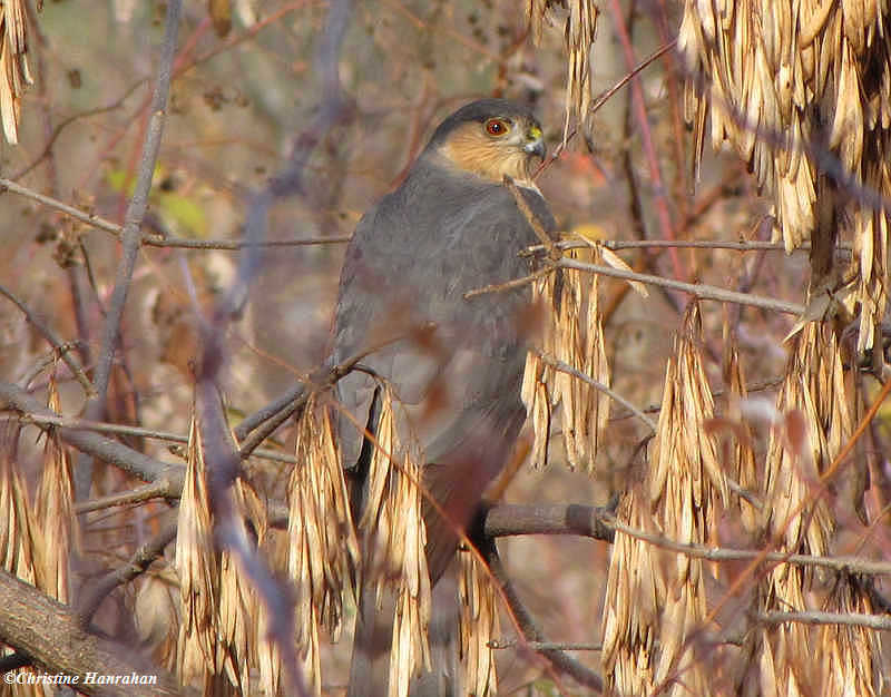 Sharp-shinned hawk