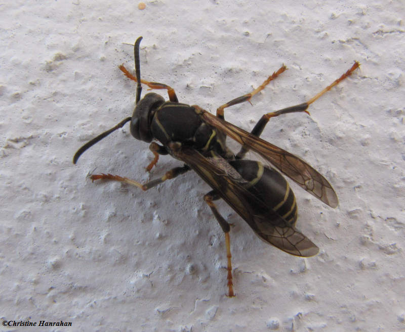 Wasp (Polistes fuscatus)