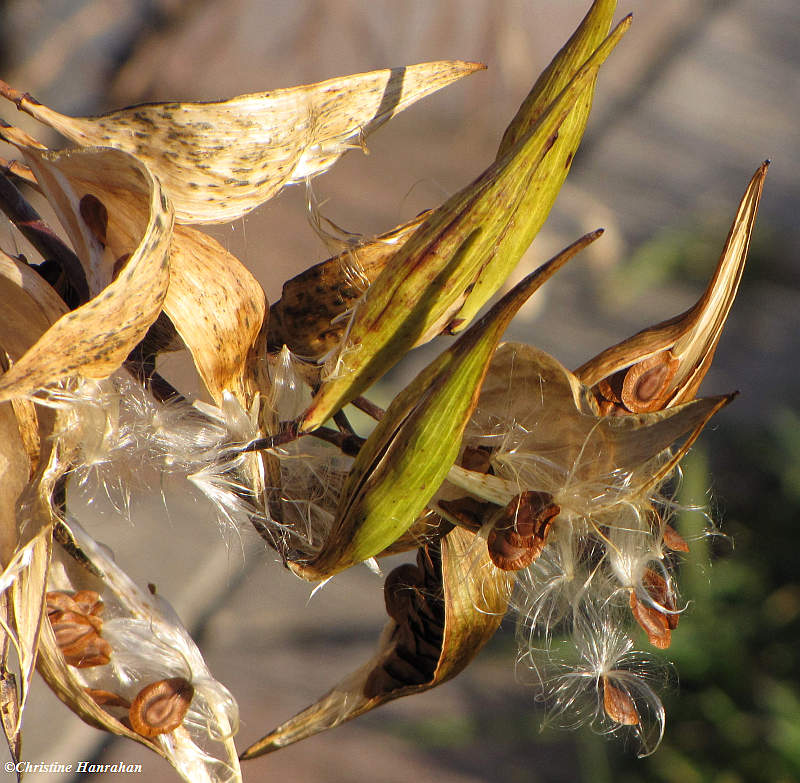 Swamp milkweed seed pods (Asclepias incarnata)