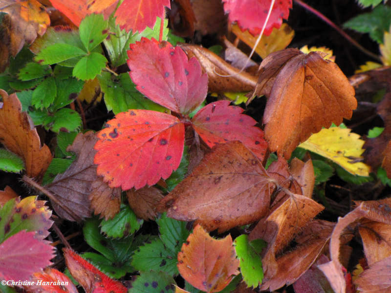 All the shades of autumn in the wild strawberry patch (Fragaria virginiana)