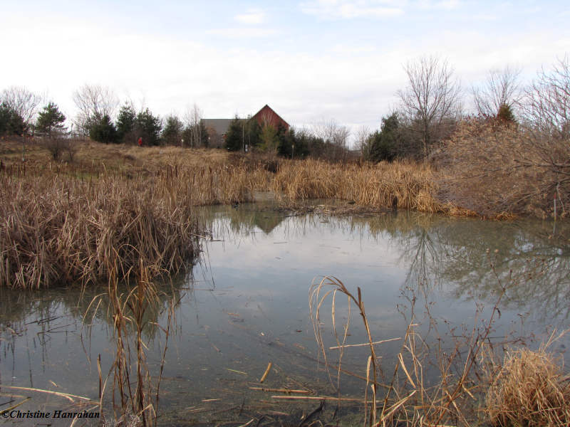 Amphibian Pond