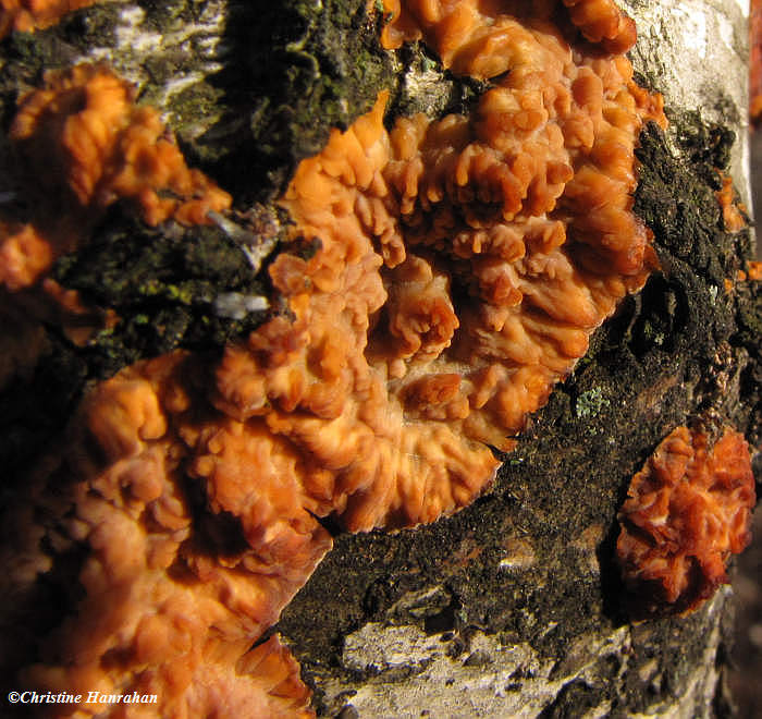 Phlebia radiata