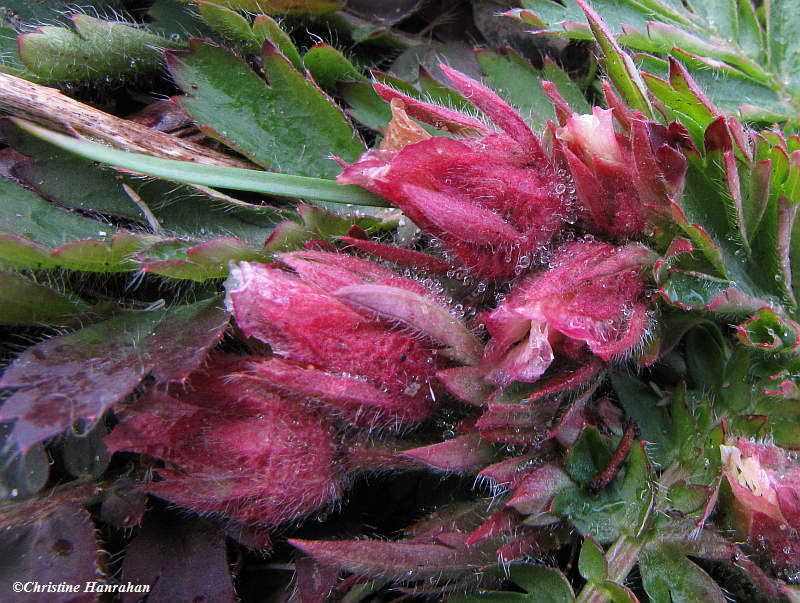 Prairie smoke (Geum triflorum)