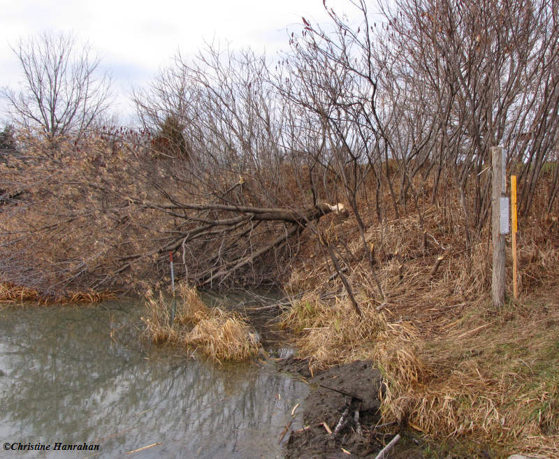 Beaver work