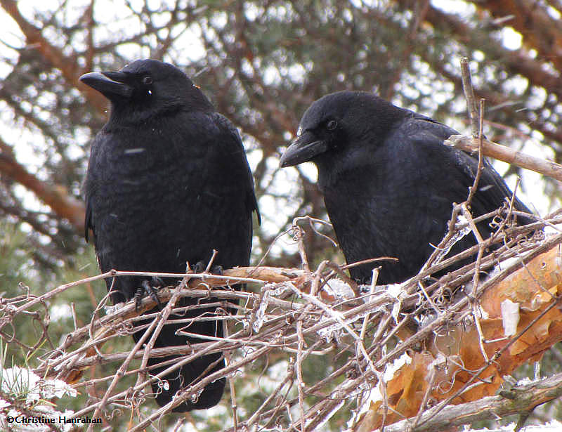 Crows