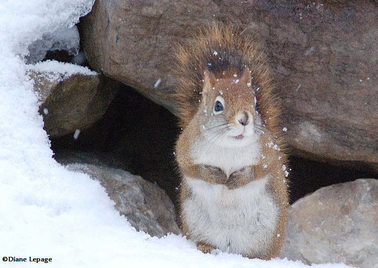 cureuil roux/ Red squirrel 