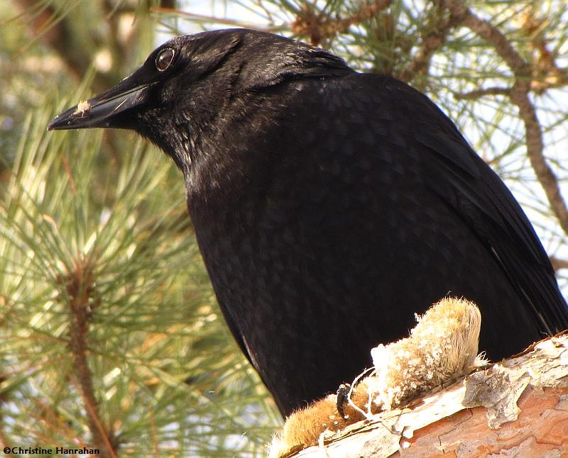 Crow with food