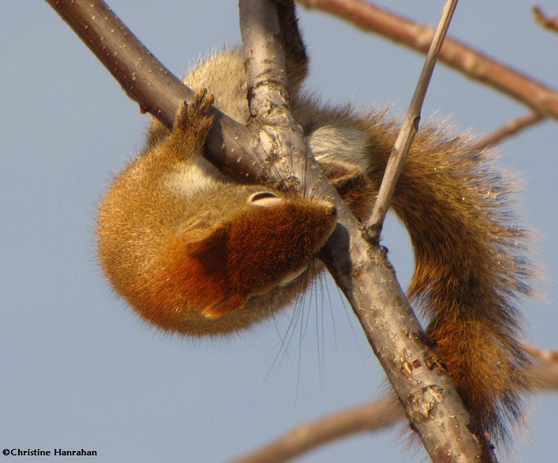 Red squirrel licking sap