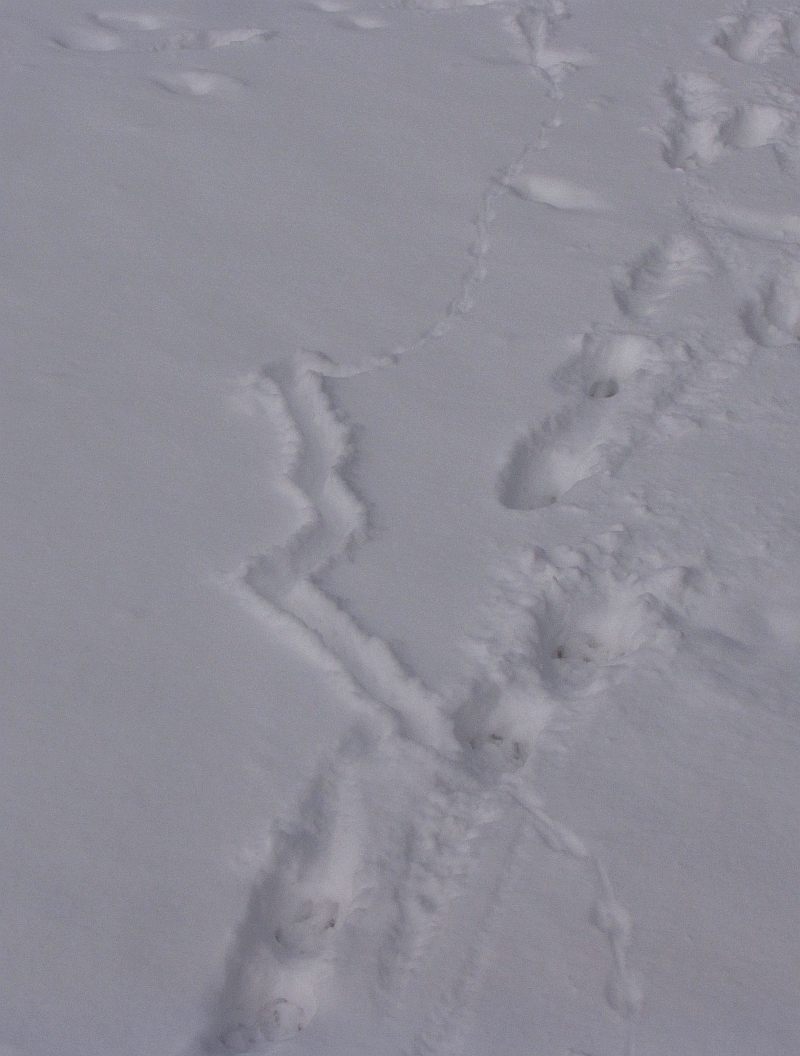 Meadow vole tracks