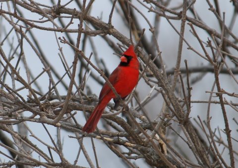 Northern cardinal, male