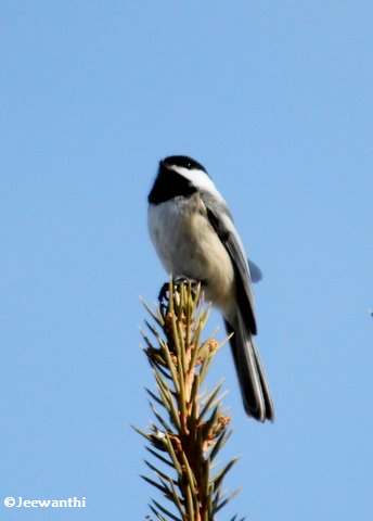 Black-capped chickadee