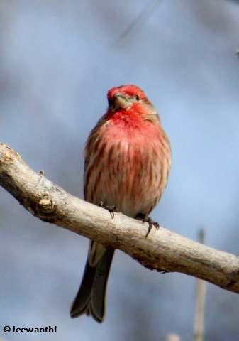 House finch, male