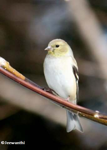 American goldfinch