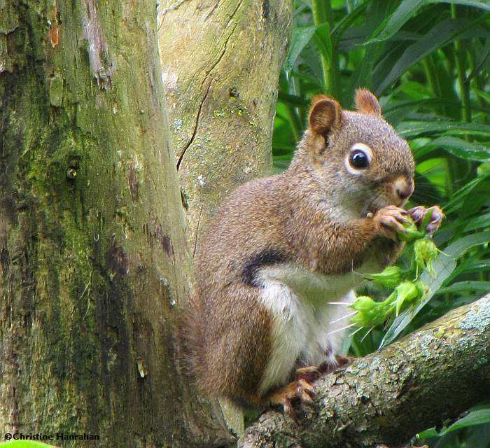 Red squirrel eating the seedheads of comfrey plant