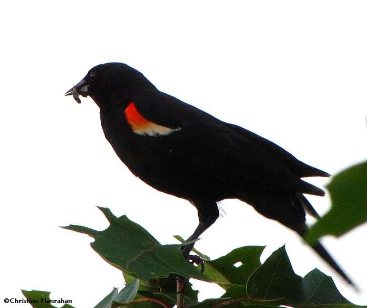 Red-winged blackbird, male, carrying food