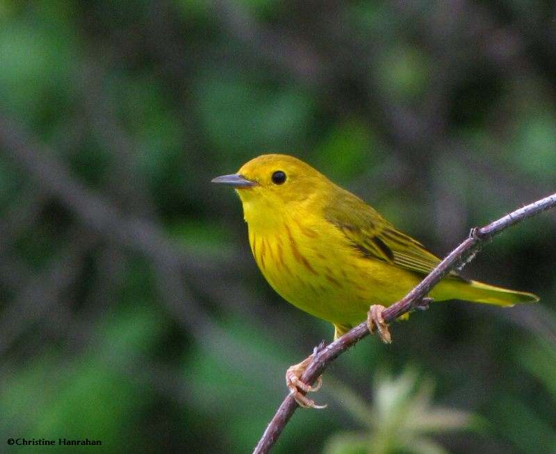 Yellow warbler