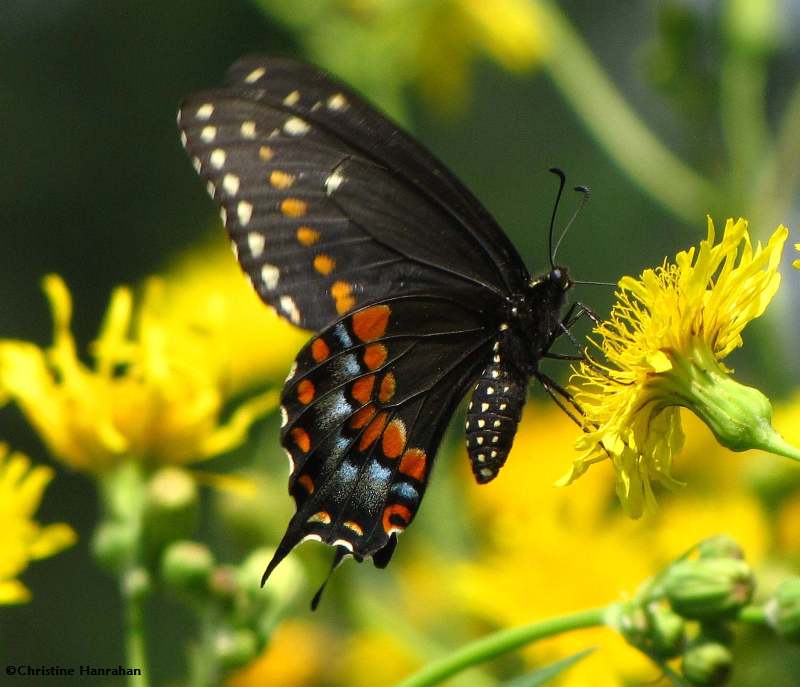 Black swallowtail (em>Papilio polyxenes)