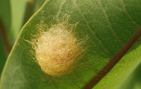 Cocoon, probably belonging to a spider