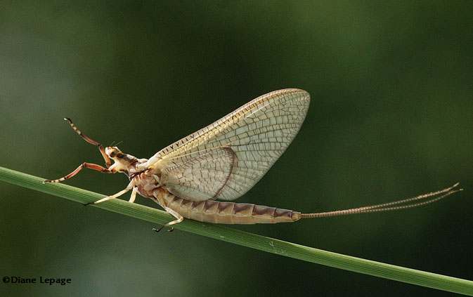 Common burrowing mayflies  (Hexagenia)
